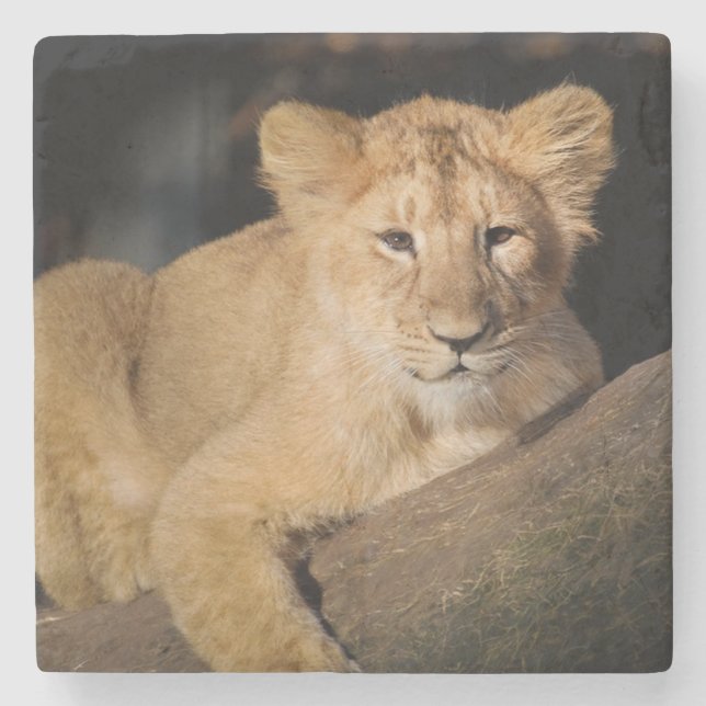 Lion Cub Stone Coaster (Front)