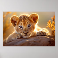 Lion Cub Wild Animal Tranquil Peaceful