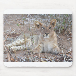 Lion Cub With A Sweet, Innocent Gaze. Mouse Pad