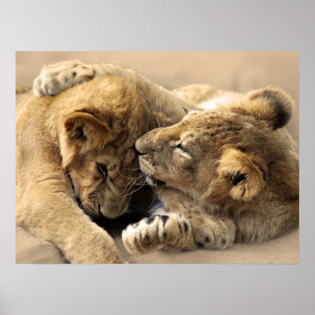Lion cubs best friends poster (Front)