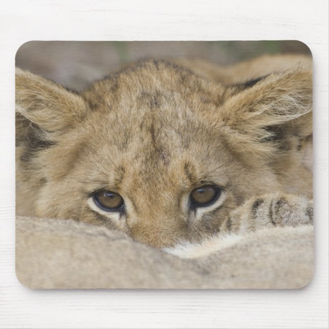 Lion Cub's Face Mouse Pad (Front)