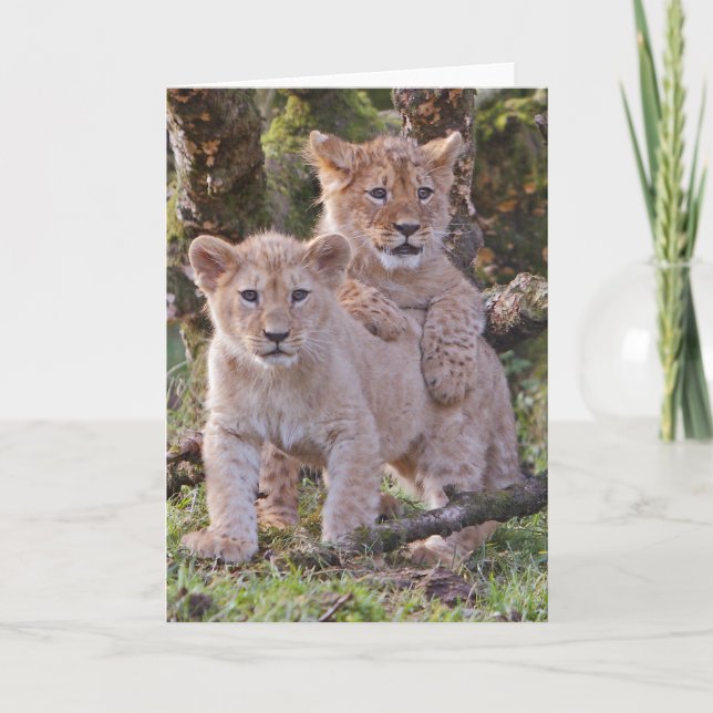 Lion cubs greetings card, blank, with envelope card (Front)