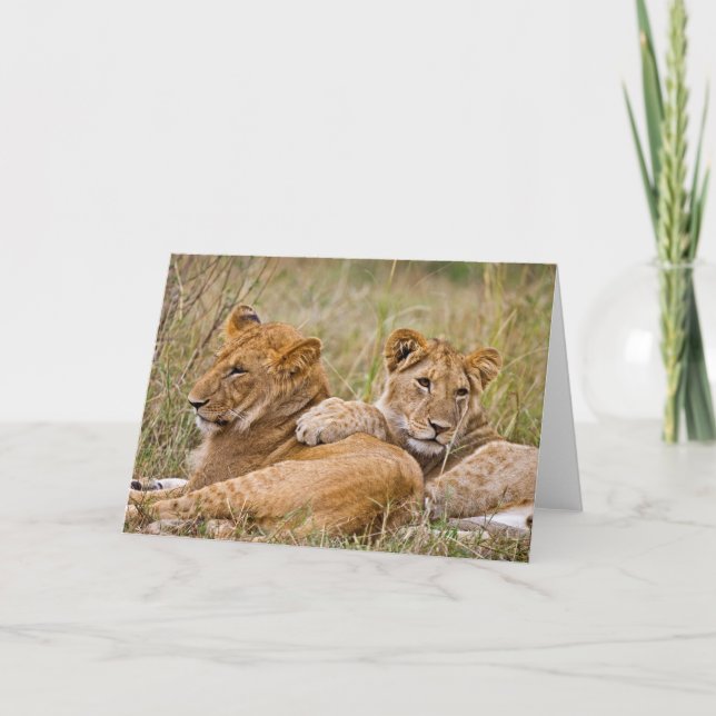 Lion Cubs Lounging Card (Front)