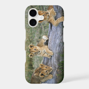 Lion Cubs on Log