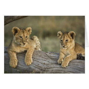 Lion Cubs on Log