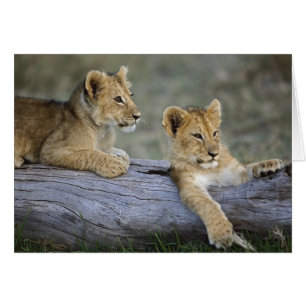 Lion Cubs on Log