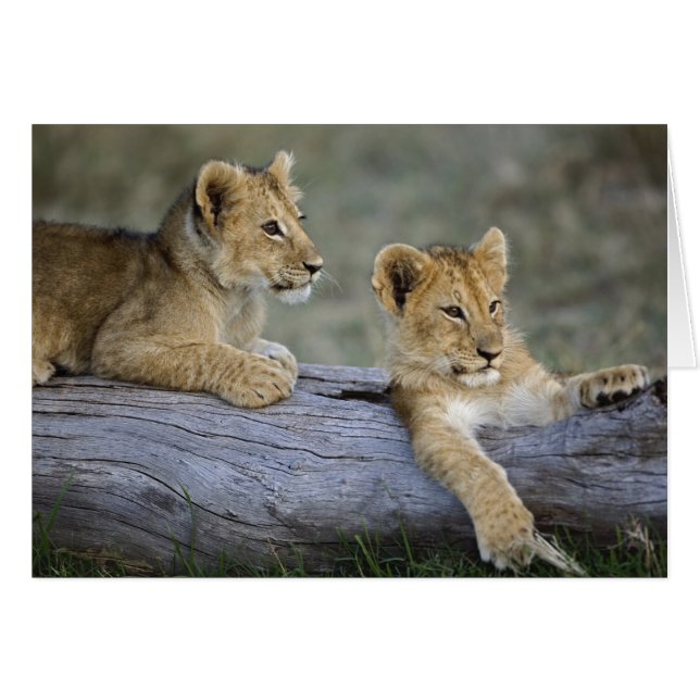 Lion Cubs on Log (Front Horizontal)