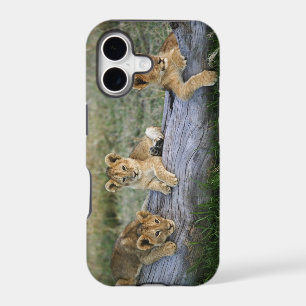 Lion Cubs on Log