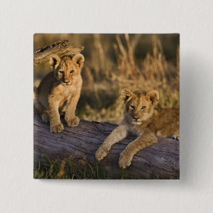 Lion Cubs on Log 15 Cm Square Badge