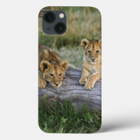 Lion Cubs on Log