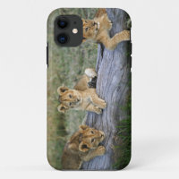 Lion Cubs on Log