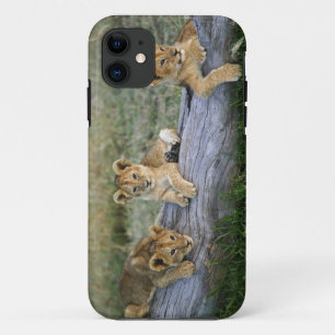 Lion Cubs on Log iPhone 11 Case