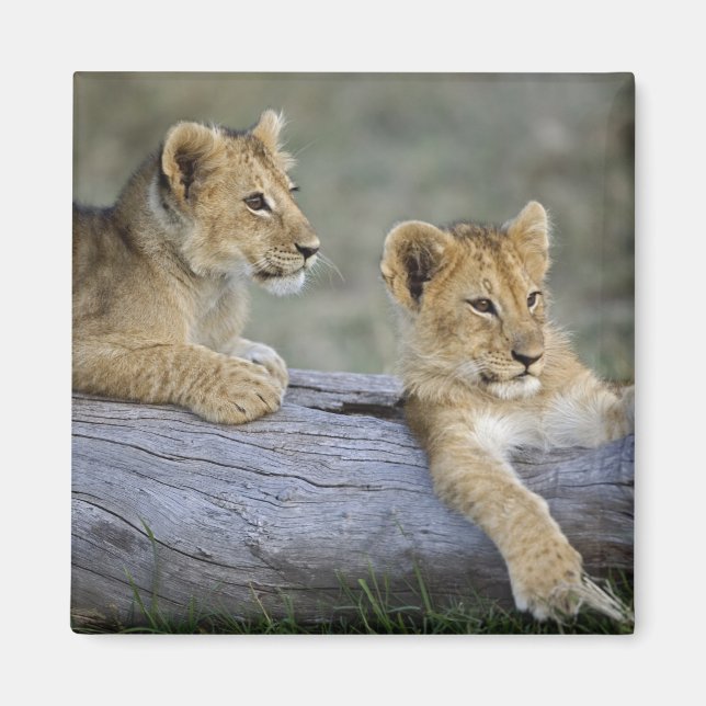 Lion Cubs on Log Magnet (Front)