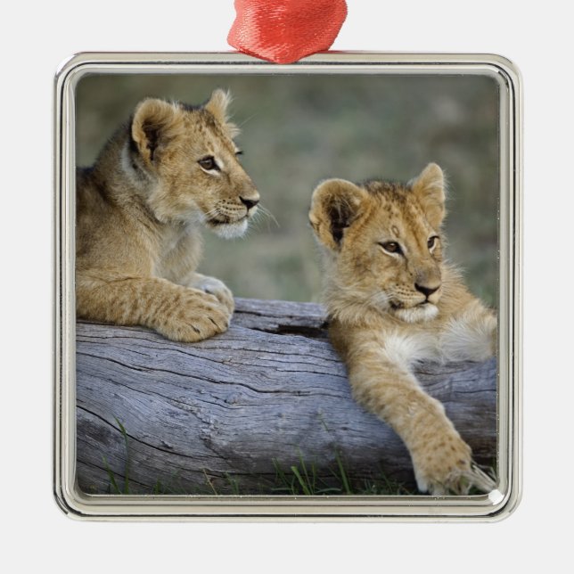 Lion Cubs on Log Metal Tree Decoration (Front)