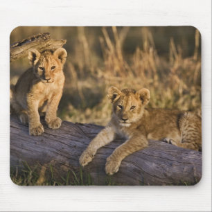 Lion Cubs on Log Mouse Pad