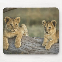 Lion Cubs on Log
