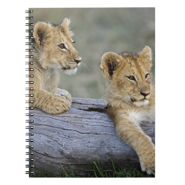 Lion Cubs on Log Notebook (Front)