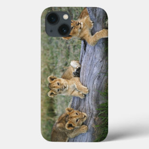 Lion cubs on log, Panthera leo, Masai Mara, 2 iPhone 13 Case