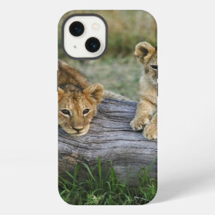 Lion cubs on log, Panthera leo, Masai Mara, 2 iPhone 13 Case