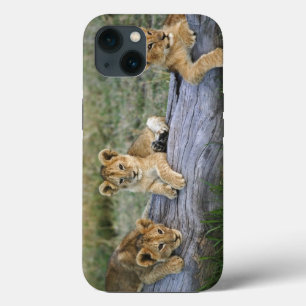 Lion cubs on log, Panthera leo, Masai Mara, 2 iPhone 13 Case