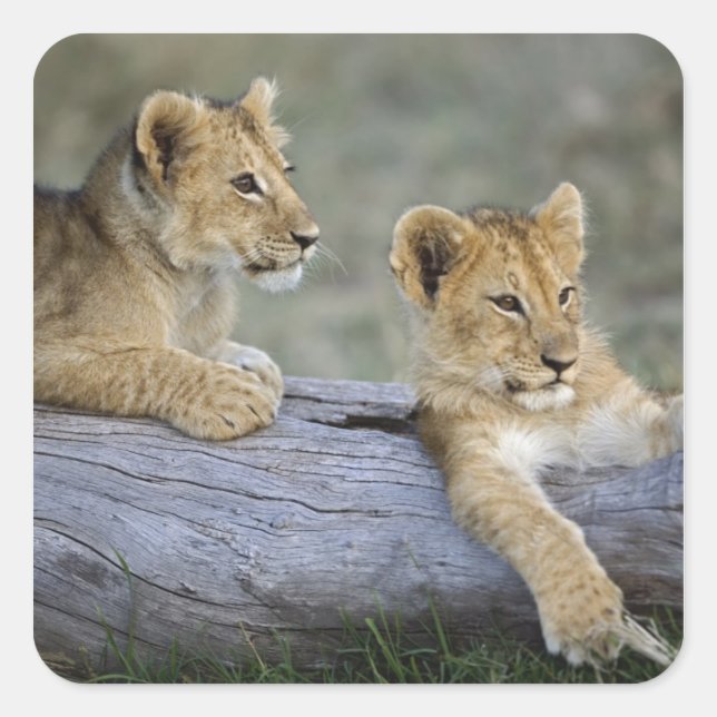 Lion Cubs on Log Square Sticker (Front)