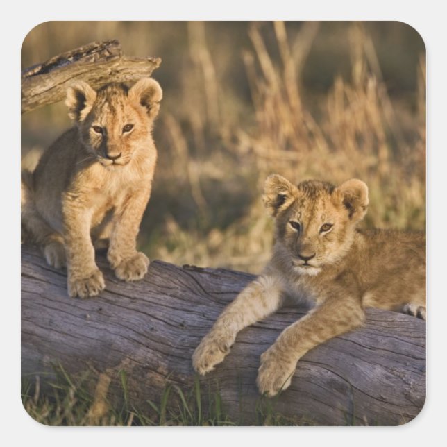 Lion Cubs on Log Square Sticker (Front)