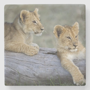 Lion Cubs on Log Stone Coaster