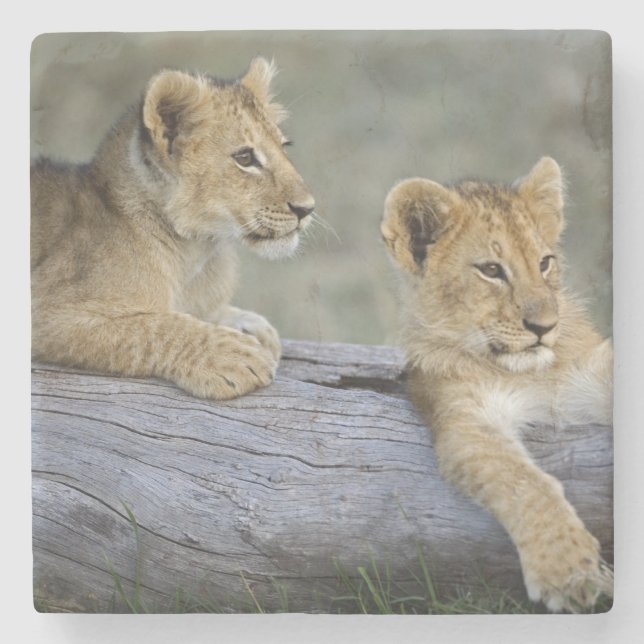 Lion Cubs on Log Stone Coaster (Front)