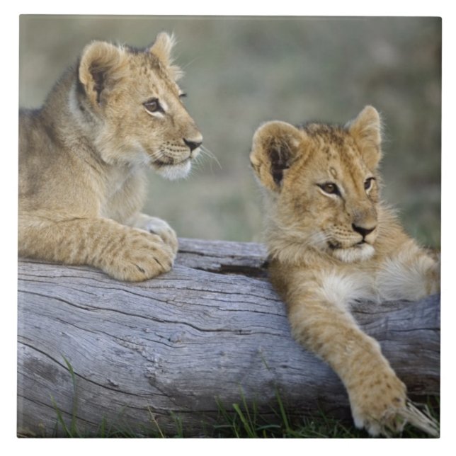 Lion Cubs on Log Tile (Front)