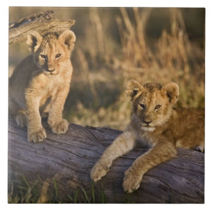 Lion Cubs on Log Tile
