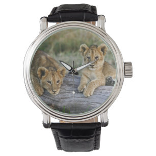 Lion Cubs on Log Watch