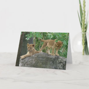 Lion Cubs on the rocks card