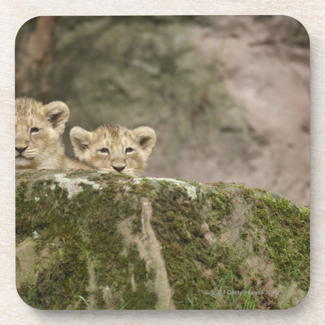 Lion Cubs Peeking Over Rock Coaster (Front)