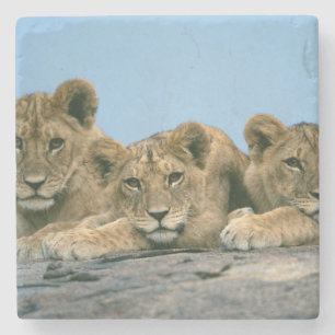Lion Cubs Stone Coaster