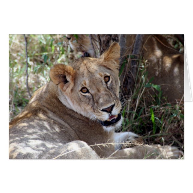 lion face (Front Horizontal)