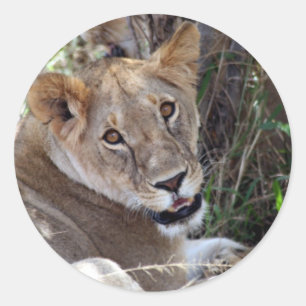 lion face classic round sticker