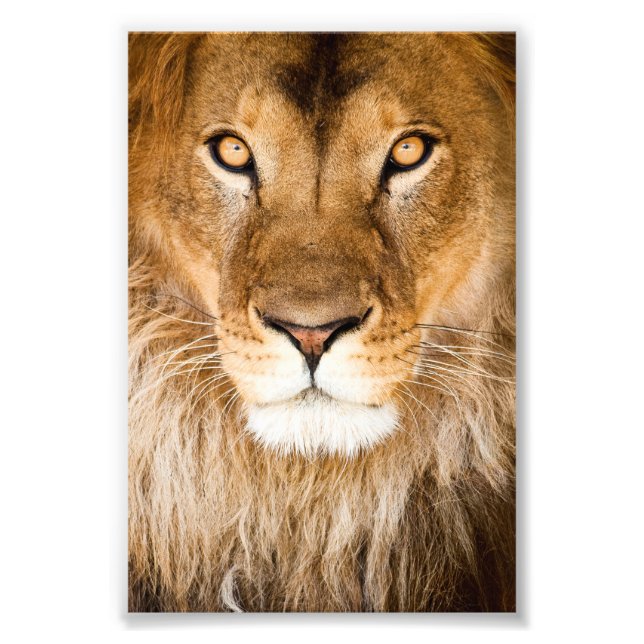 Lion Face Closeup Photo Print (Front)