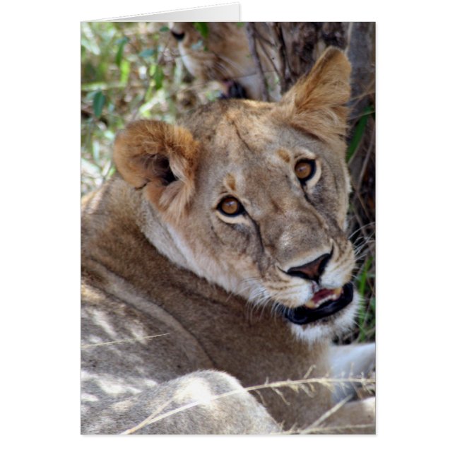 lion face cute (Front)