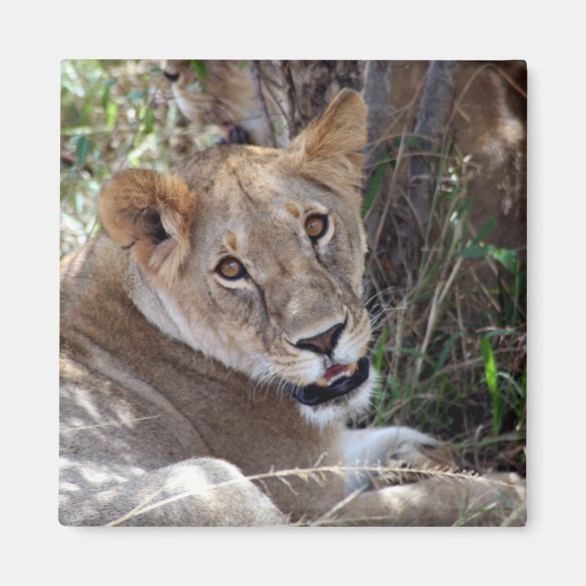 lion face magnet (Front)