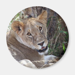 lion face magnet