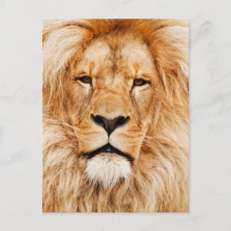 Lion Face Photograph Postcard