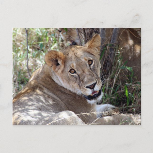lion face postcard (Front)