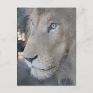 Lion Face Postcard