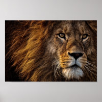 Lion Face