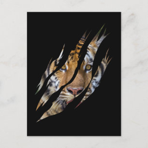 Lion Face Tiger Safari Claw Torn Postcard