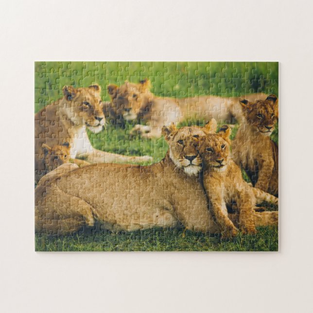 Lion Family Mother Cubs Baby Lions Jungle Savannah Jigsaw Puzzle (Horizontal)