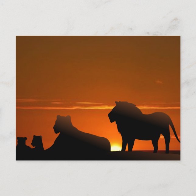 lion family postcard (Front)