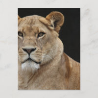Lion Female Lying Down
