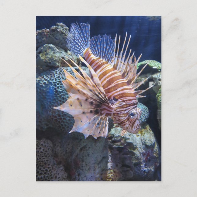 Lion Fish, Adventure Aquarium Postcard (Front)