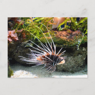 Lion fish animal postcard